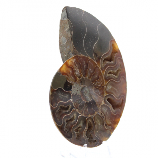 Natural Ammonite Fossil