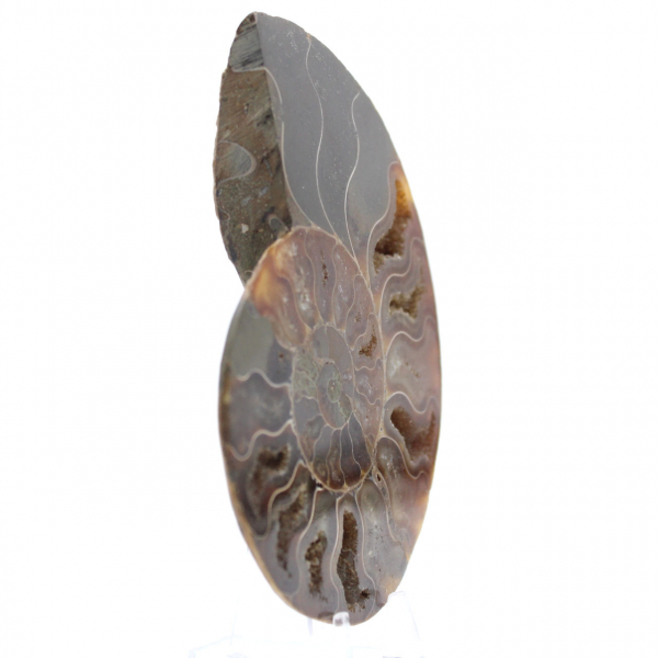 Natural Ammonite Fossil