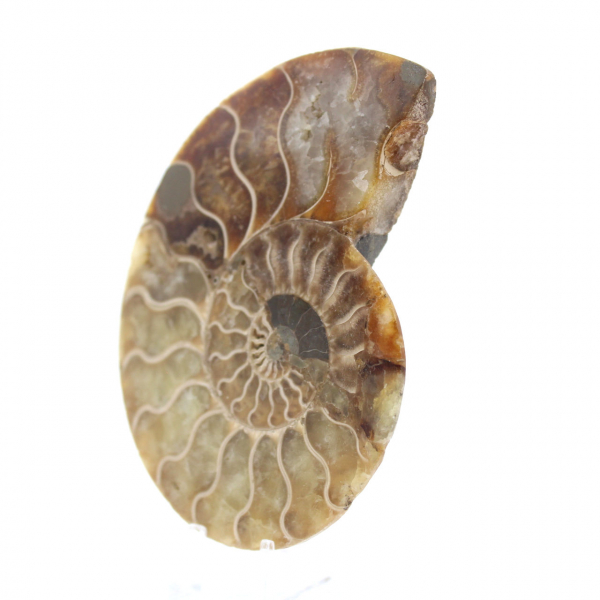 Fossilized Ammonite