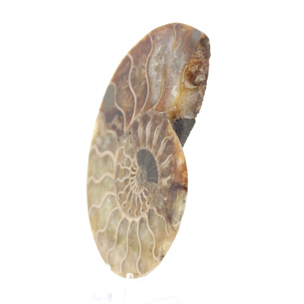 Fossilized Ammonite