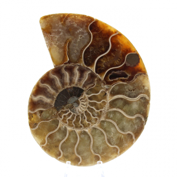 Ammonite One Piece