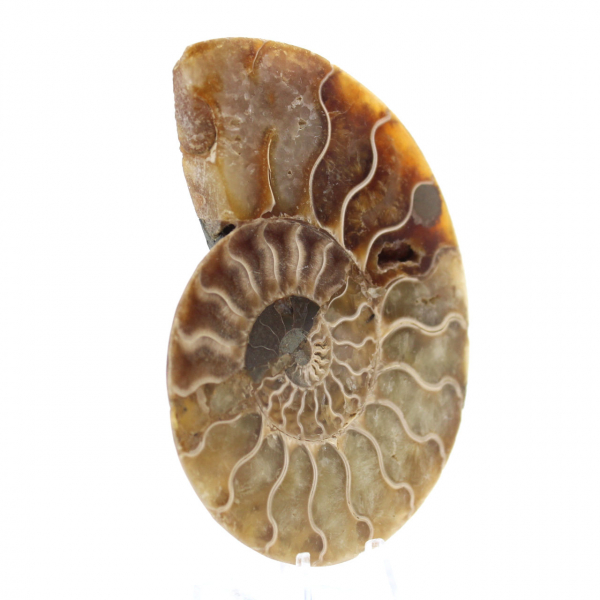 Ammonite One Piece