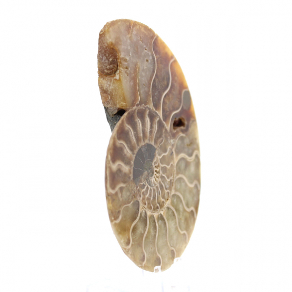 Ammonite One Piece