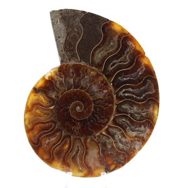 Ammonite