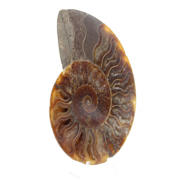 Polished Fossilized Ammonite