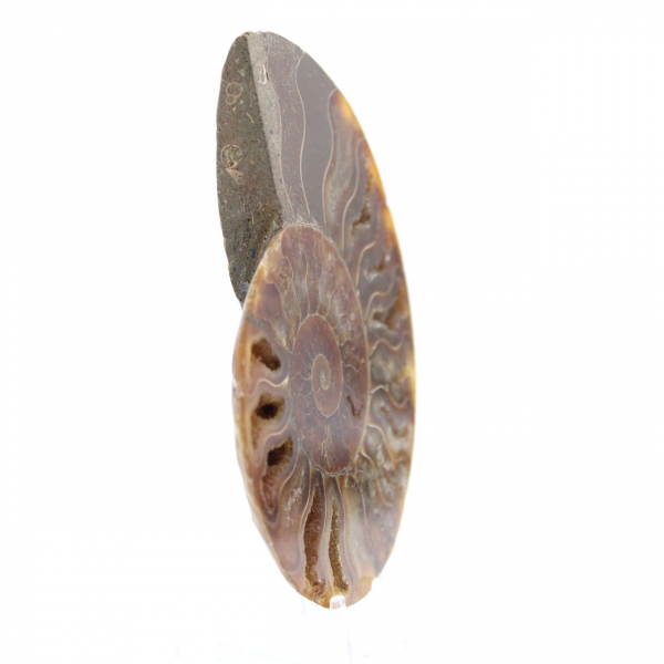 Polished Fossilized Ammonite