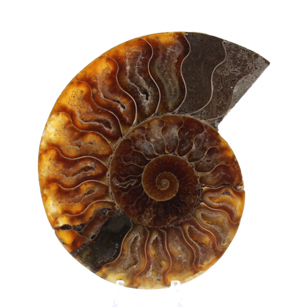 Polished Sawn Ammonite