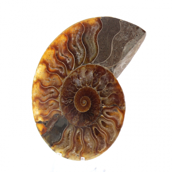 Polished Sawn Ammonite