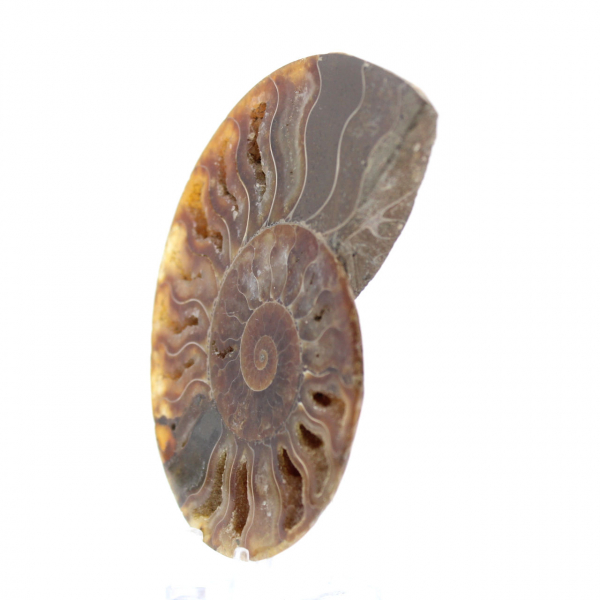 Polished Sawn Ammonite