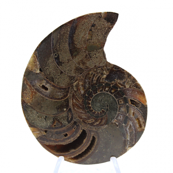 Ammonite from Madagascar