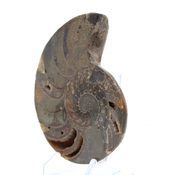 Ammonite from Madagascar