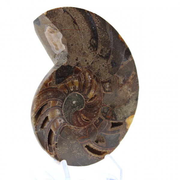 Polished Natural Ammonite Fossil