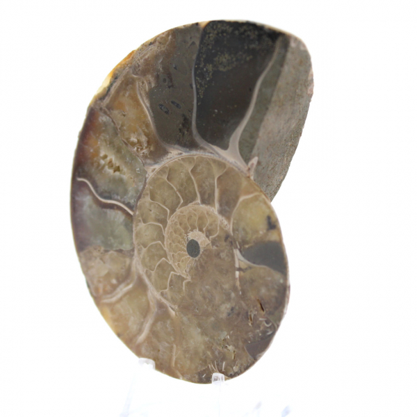 Polished Natural Ammonite from Madagascar