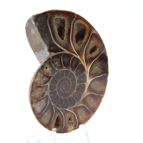 Ammonite