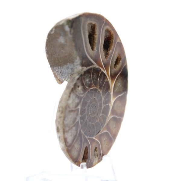 Ammonite