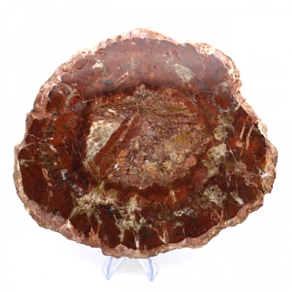 Natural Fossilized Wood Slice