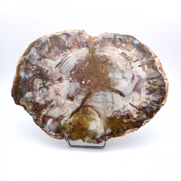 Polished Natural Petrified Wood