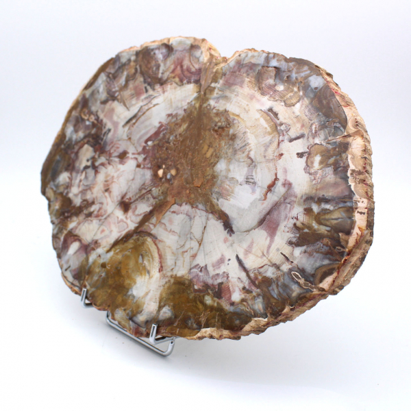 Polished Natural Petrified Wood