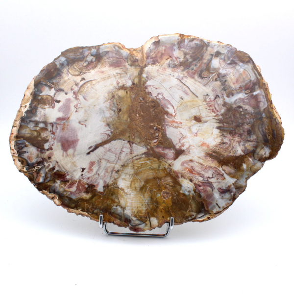 Polished Natural Petrified Wood