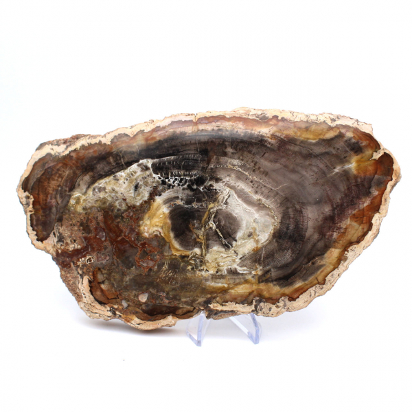 Polished Fossilized Wood from Madagascar