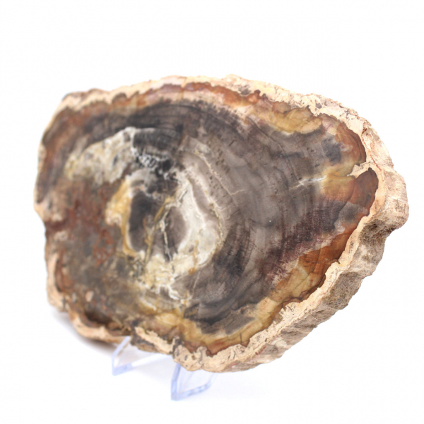 Polished Fossilized Wood from Madagascar