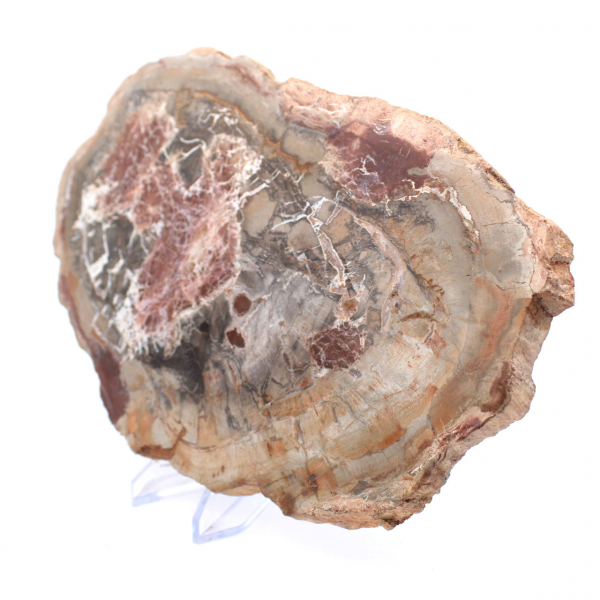 Polished Petrified Wood from Madagascar