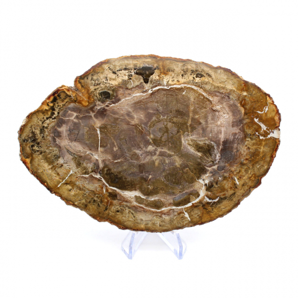 Natural Petrified Wood