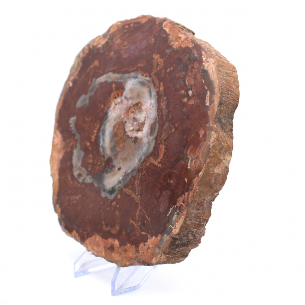 Petrified Wood