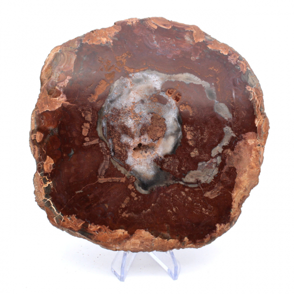 Petrified Wood