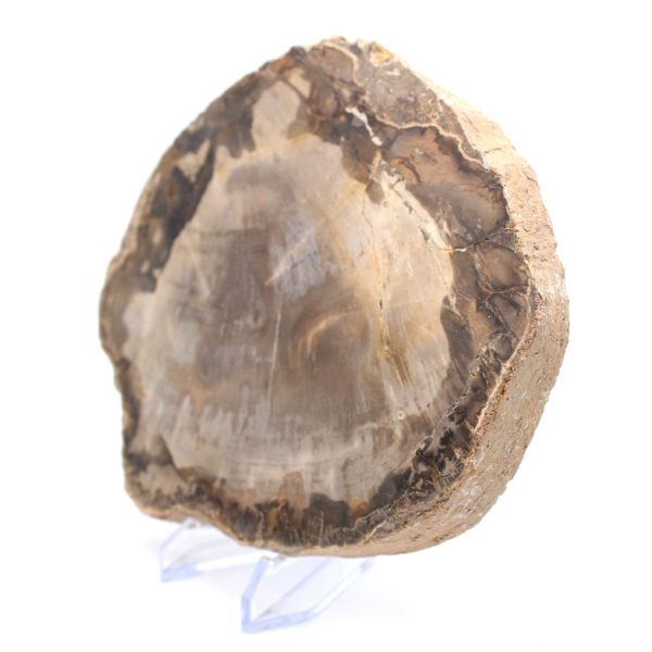 Fossil Wood