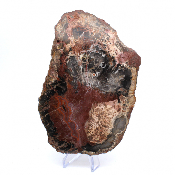 Petrified Wood