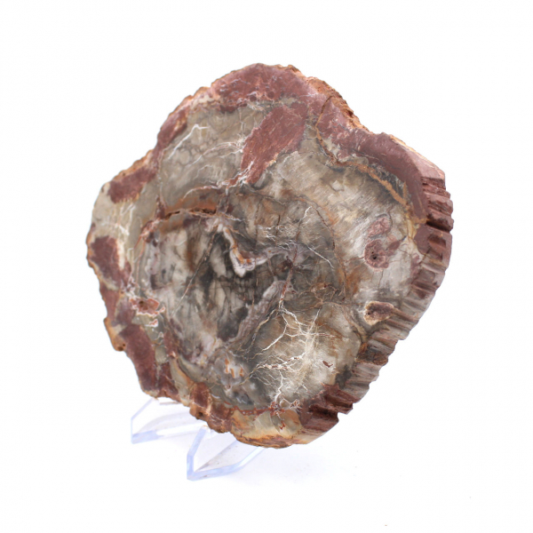 Petrified Wood from Madagascar