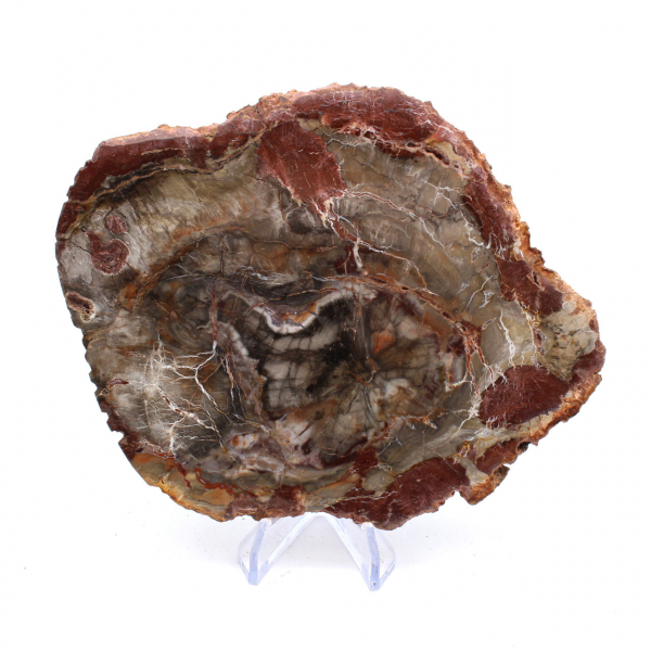 Petrified Wood from Madagascar