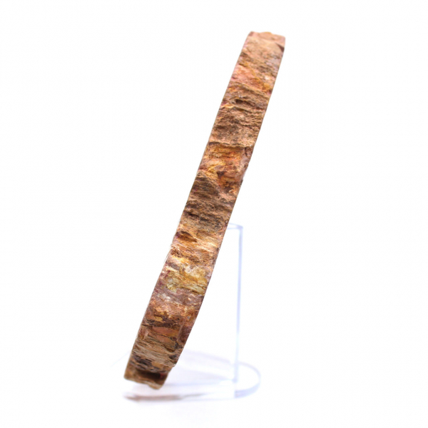 Petrified Wood from Madagascar