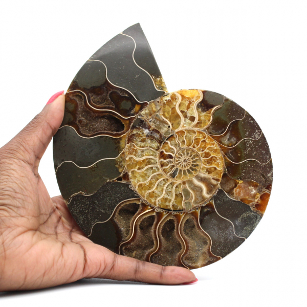 Polished Ammonite Fossil