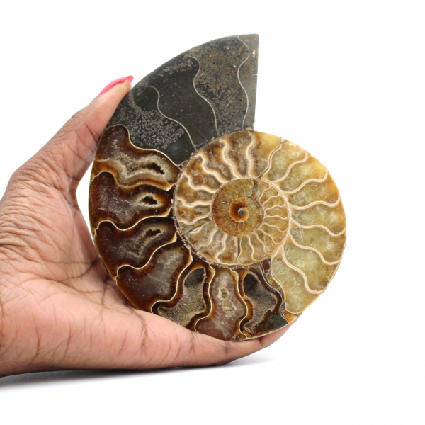 Fossilized Ammonite