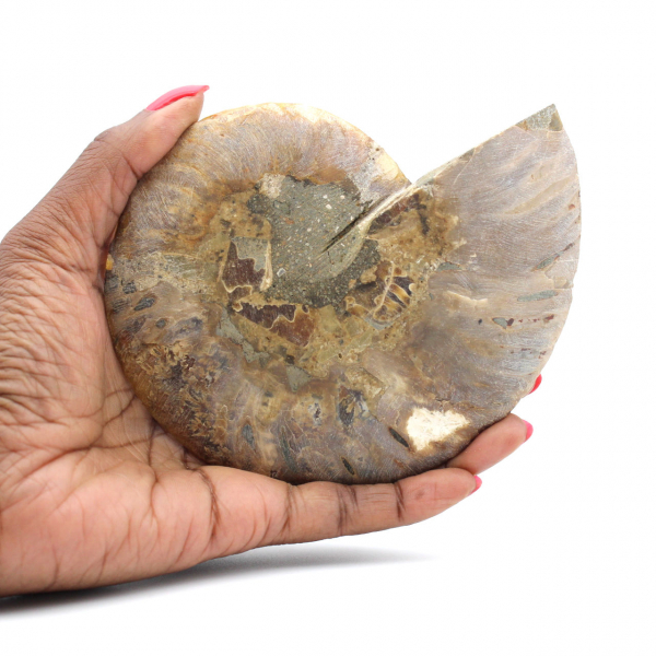 Fossilized Ammonite