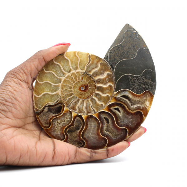 Ammonite One Piece