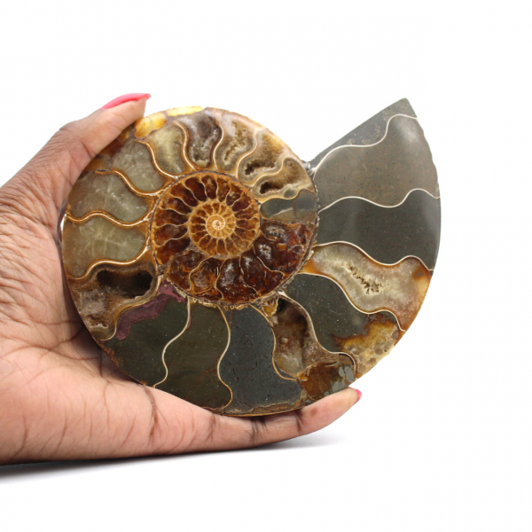 Ammonite from Madagascar