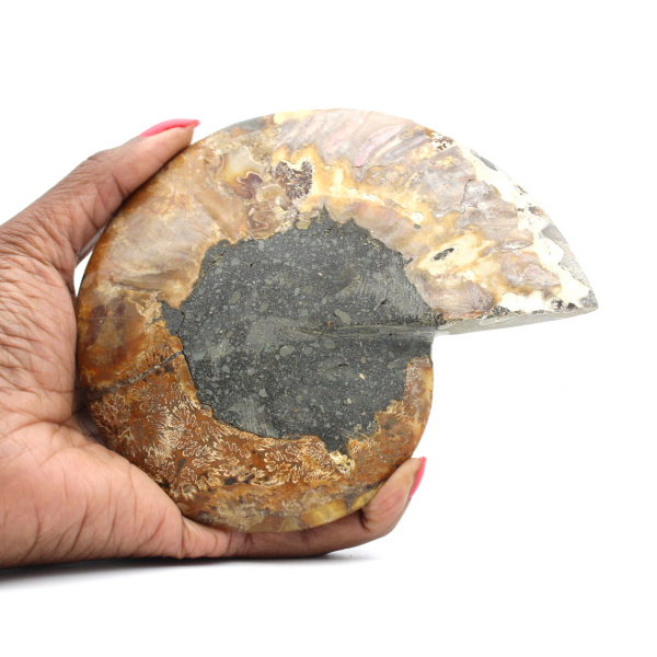 Ammonite from Madagascar