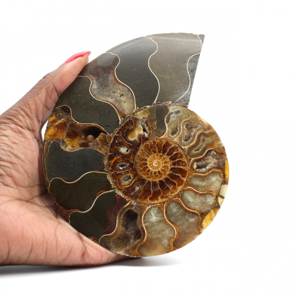 Polished Natural Ammonite Fossil