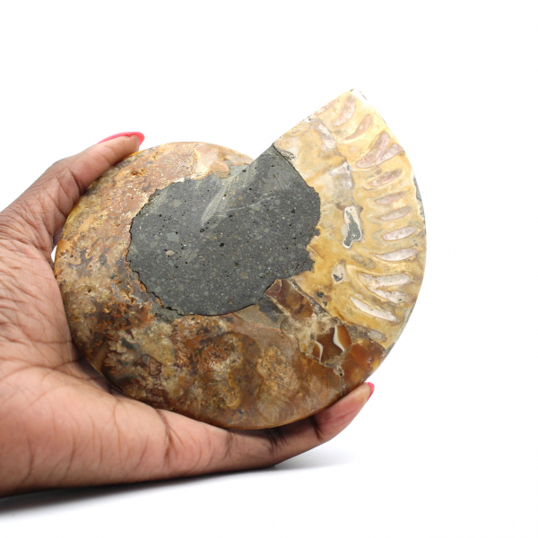 Polished Natural Ammonite Fossil