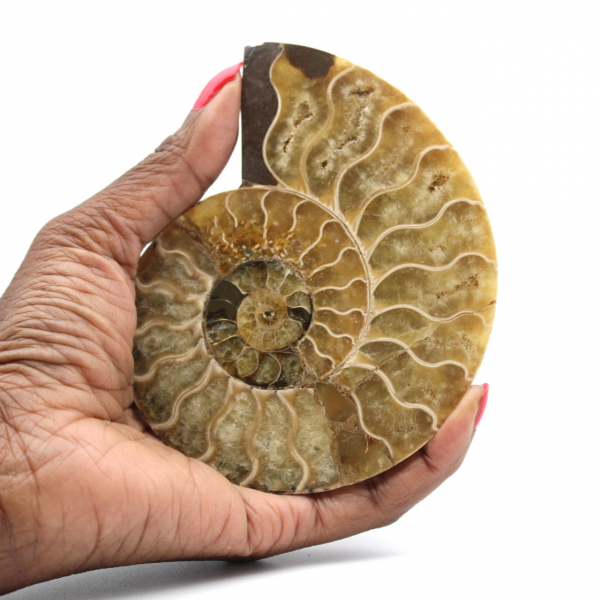 Polished Natural Ammonite from Madagascar