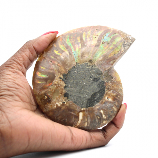 Polished Natural Ammonite from Madagascar