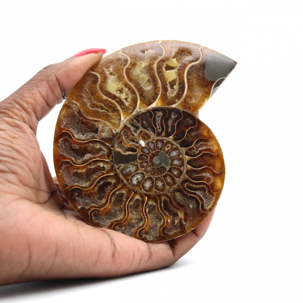 Fossilized Ammonite