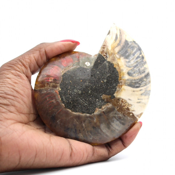 Fossilized Ammonite