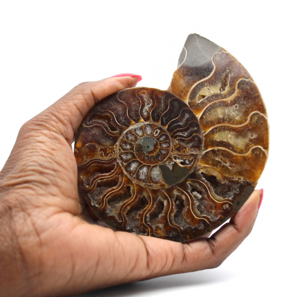 Ammonite One Piece