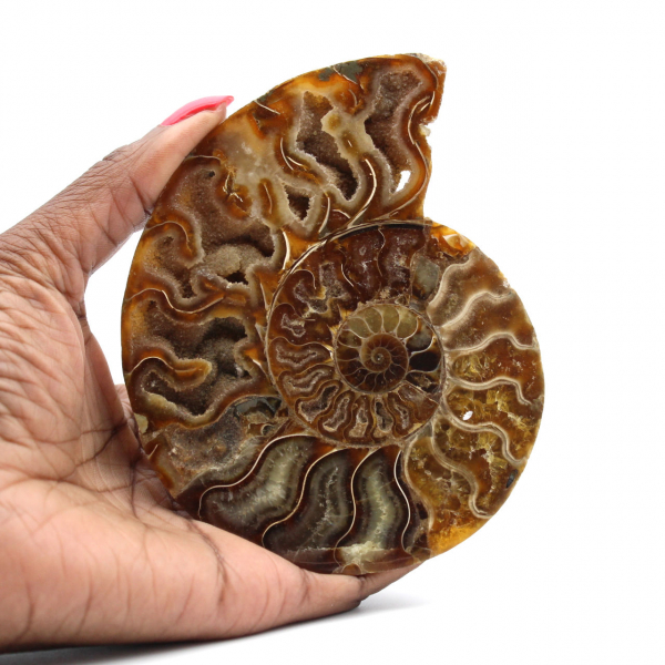 Polished Fossilized Ammonite