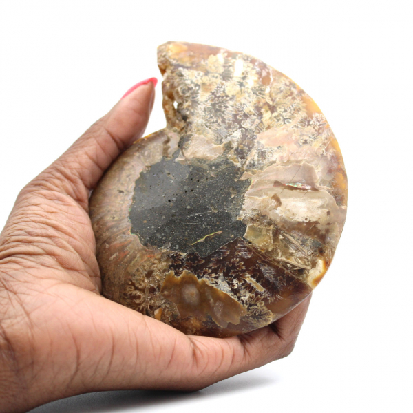 Polished Fossilized Ammonite