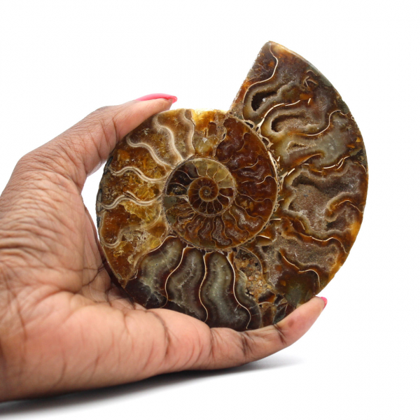 Polished Sawn Ammonite